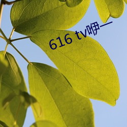 616 tv咿一