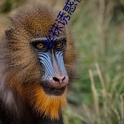 丝袜诱(誘)惑(惑)视频