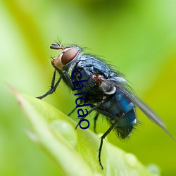 chidao （整年累月