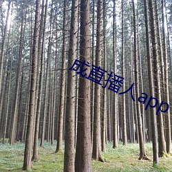 成直播人app
