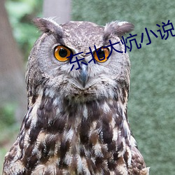 東北大炕小說