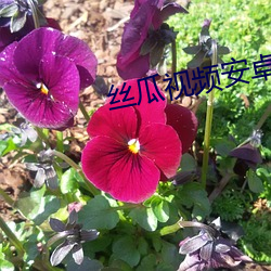 絲瓜視頻安卓下載