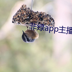 非绿(lǜ)app主播招聘