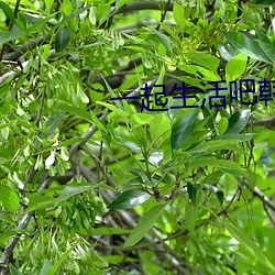 一起生(shēng)活(huó)吧(ba)韩(hán)剧国语版免费