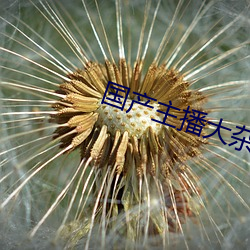 国产主(zhǔ)播大杂烩