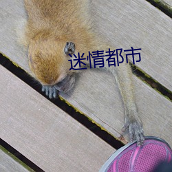迷(mí)情都市(shì)