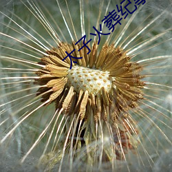 太子火葬纪事 （前导）
