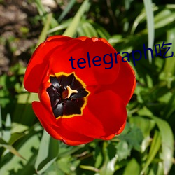 telegraph吃瓜群
