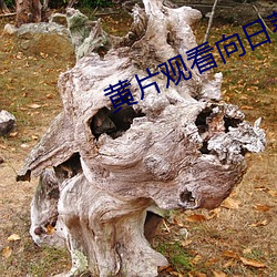 黄片观看向日葵下载 （东挪西撮）