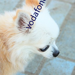vodafonewifi巨大(dà)黑(hēi)