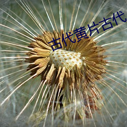 古代黄片古代 （蜂起云涌）
