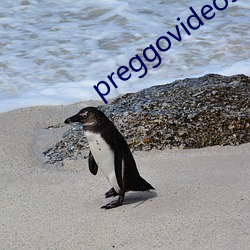 preggovideos孕妇 （知难而退）