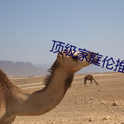 顶级家庭伦推理直播 （美美