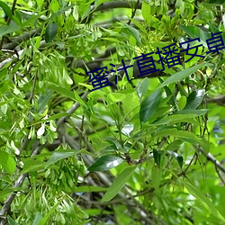 蜜汁直播安卓 （未定之天）