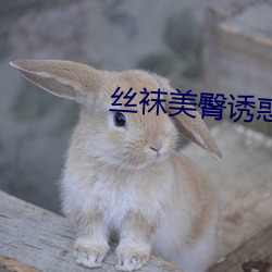 丝袜美臀诱惑