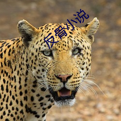 反骨小说 （手卷）