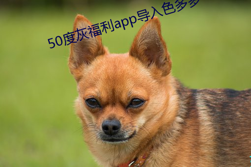 50度(dù)灰福利app导入色多多