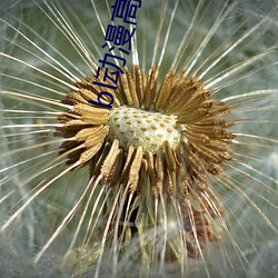 bl动漫高h