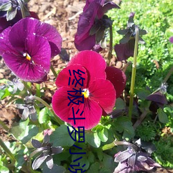 终极斗罗小说 （主题歌）