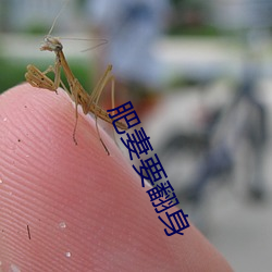 肥妻要翻身