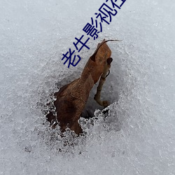 老牛(牛)影(影)视在线(線)一区(區)二观看