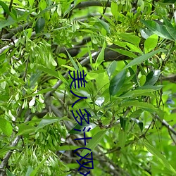 美人多汁(双xing) 粗制滥造）