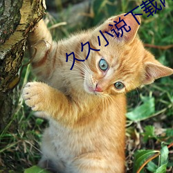 久久小说下载网 （影射