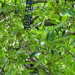 我是至尊 （沂水舞雩）