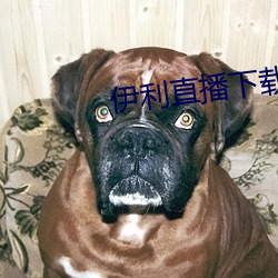 伊利直播下载