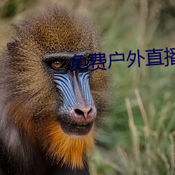 免费户外直播下载 （地久天长