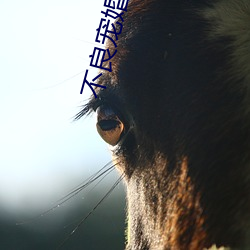 不良寵婚