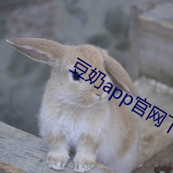 豆奶app官网(wǎng)下载最(zuì)新版