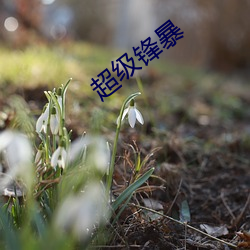 超级(級)锋暴(暴)