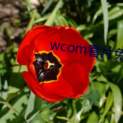 wcom看片免费 （采兰赠芍）