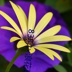 838 t∨浪花直播app