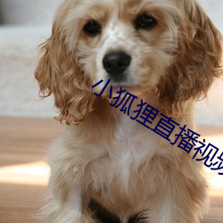 小(小)狐(狐)狸(狸)直播视频(頻)