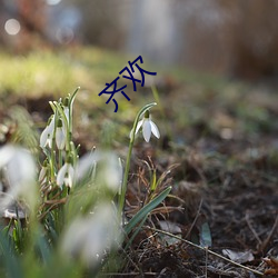 齐欢 （草写）