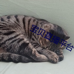 寶貝直播平台