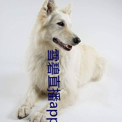 雪碧直(直)播app下载(載)2021