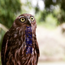 雞西影院