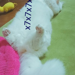 x7x7x7x7x7任你燥水蜜桃已满18从此(cǐ)进(jn)入在线(xiàn)免(min)费(fi)
