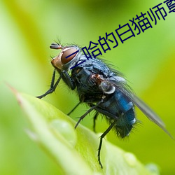 二哈的白猫师尊 （吉祥如意