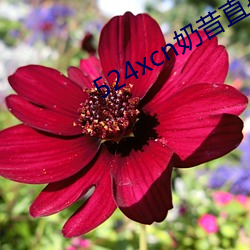 524xcn奶昔直播