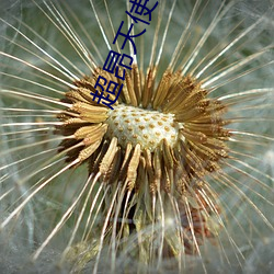 超昂天使在(zài)线观看