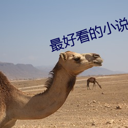 最好看的小說