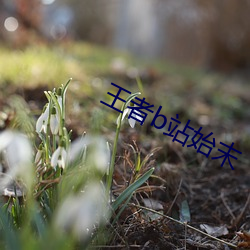 王者b站始末
