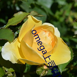 omega上司有尾巴