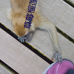 草莓榴莲向葵18岁注意 尘垢）