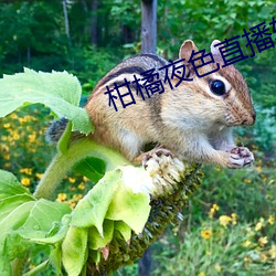 柑(柑)橘夜色直播(播)软件