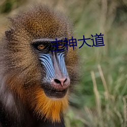  ҹ棩